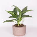Аглаонема мікс у горщику