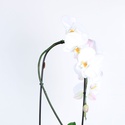 Орхидея Фаленопсис арка в горшке, L