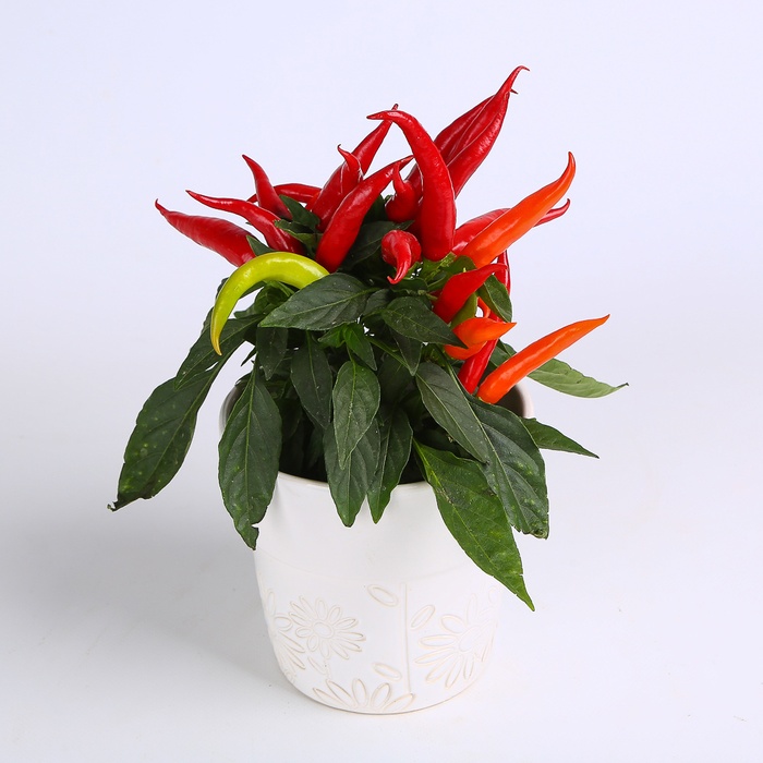 Декоративный перец в горшке