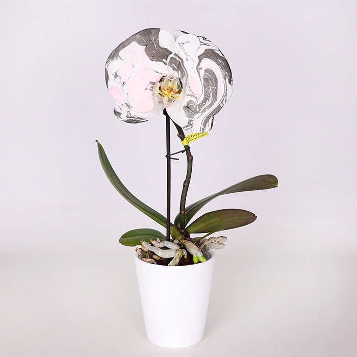 Орхидея фаленопсис цветок в горшке
