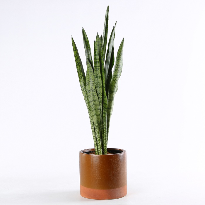 Сансівієрія Зеланіка в горщику