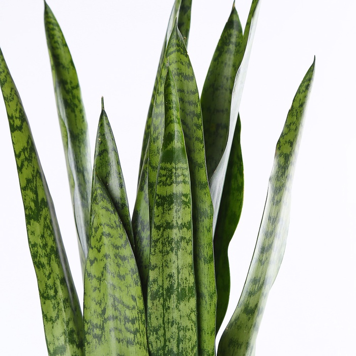 Сансівієрія Зеланіка в горщику