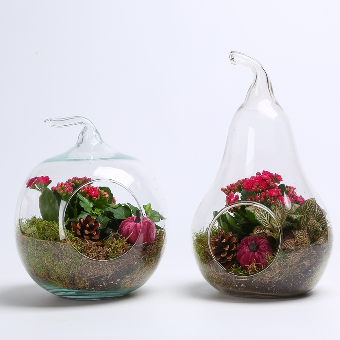 Композиция террариум