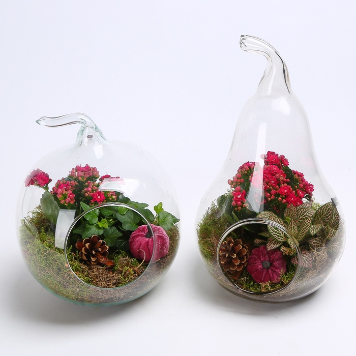 Композиция террариум