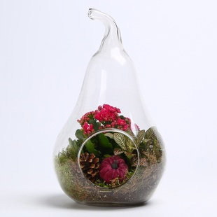 Композиция террариум