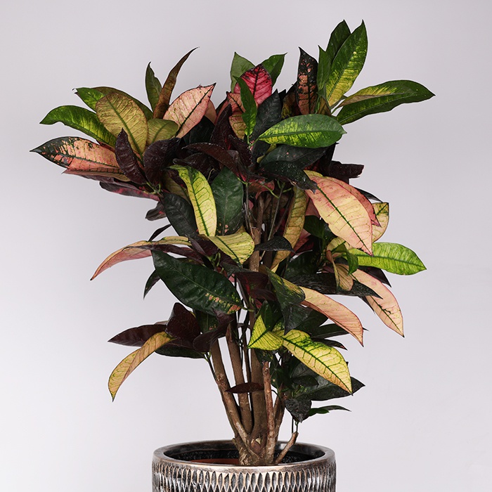 Кодиеум L в горшке