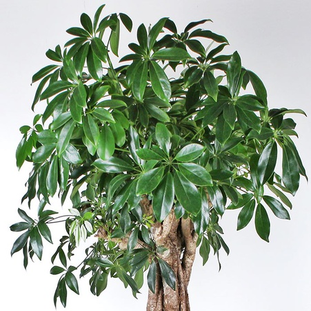 Шефлера на штамбі XXL в горщику