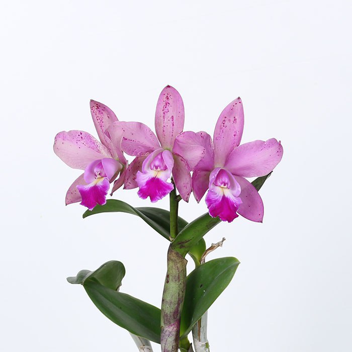 Орхидея Каттлея в горшке
