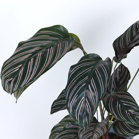 Калатея Сандеріана в горщику