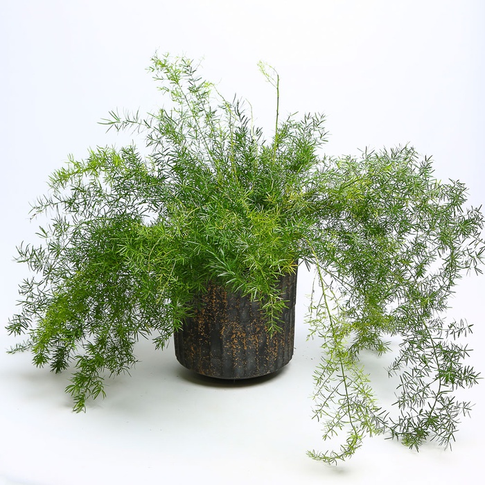 Аспарагус Шпренгера в горщику