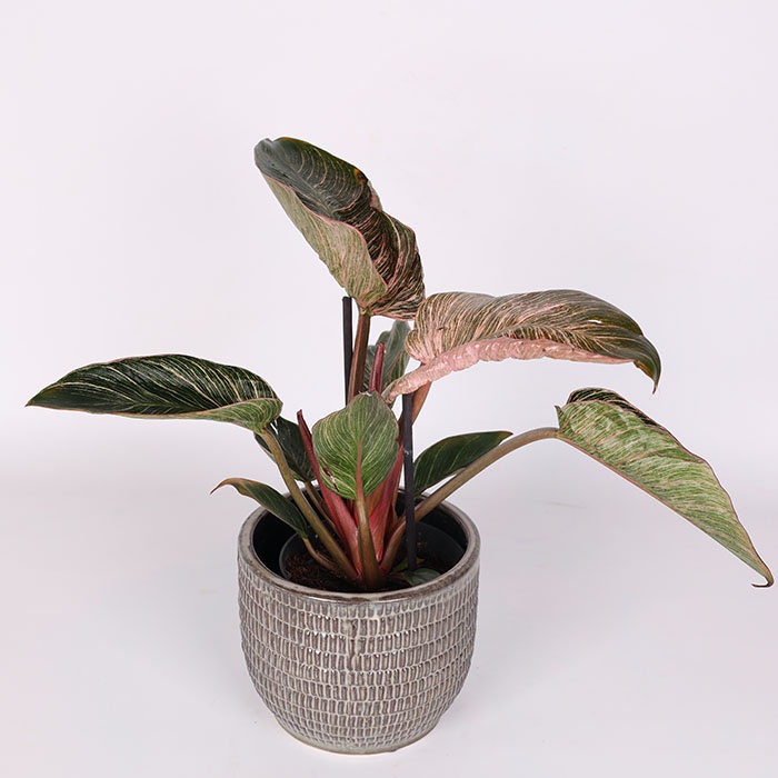 Філодендрон мікс в горщику