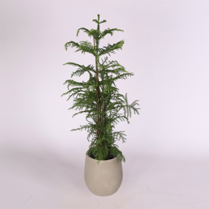 Араукарія Heterophylla в горщику