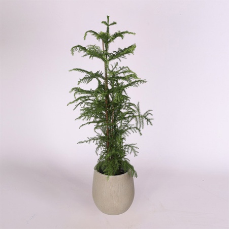 Араукарія Heterophylla в горщику