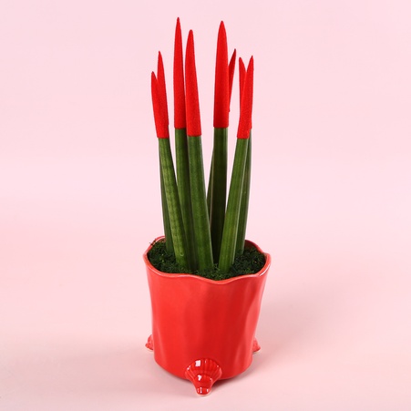 Сансевієрія Вельвет Міні в горщику