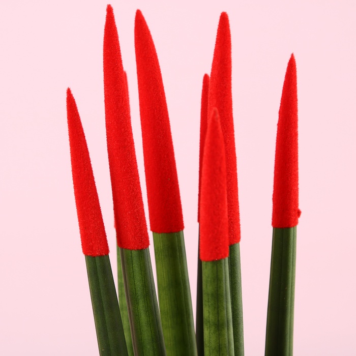 Сансевієрія Вельвет Міні в горщику