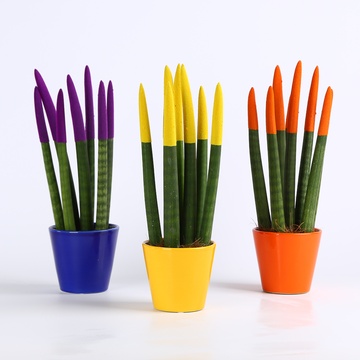 Сансевиерия Вельвет Мини в горшке