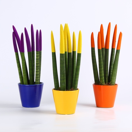 Сансевиерия Вельвет Мини в горшке