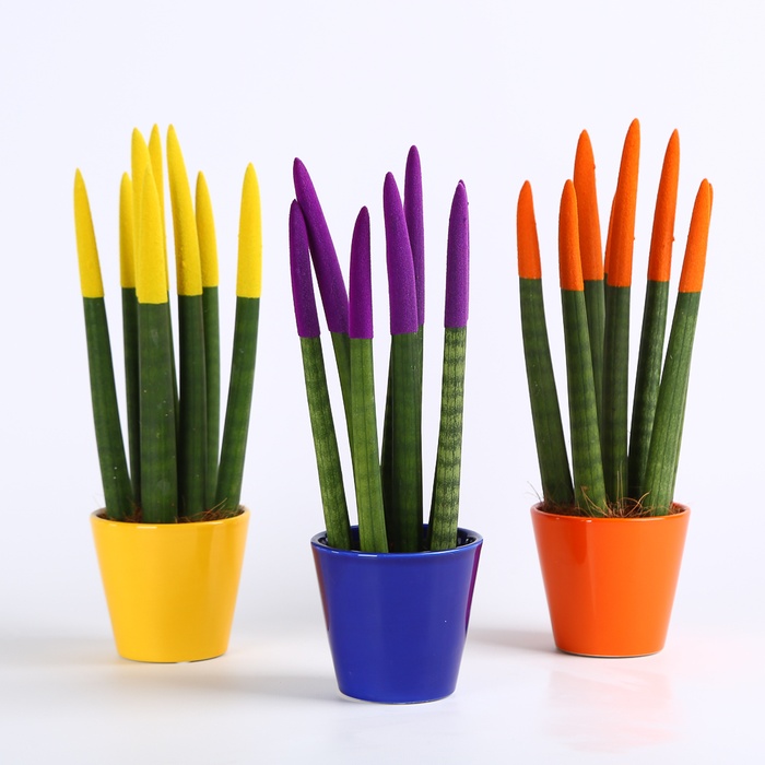 Сансевиерия Вельвет Мини в горшке