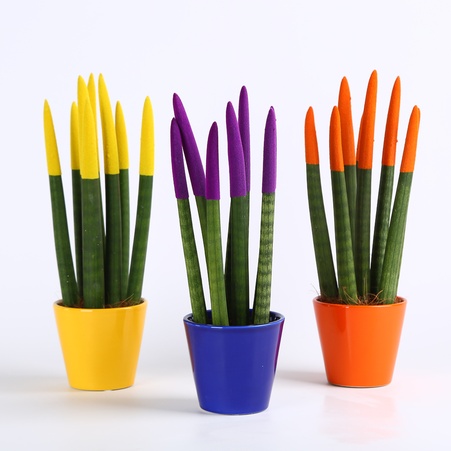 Сансевиерия Вельвет Мини в горшке