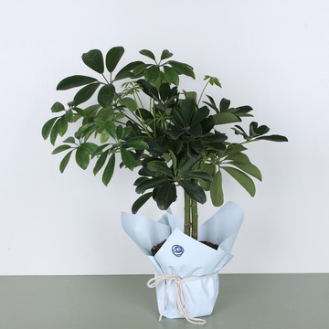 Шефлера в горщику та подарунковій упаковці