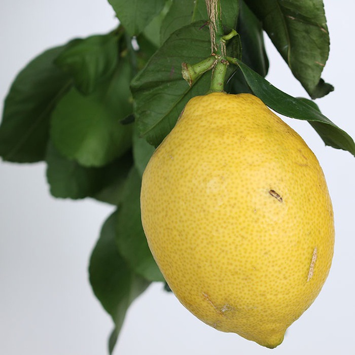 Лимон в горщику