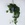 Філодендрон Scandens Micans в горщику