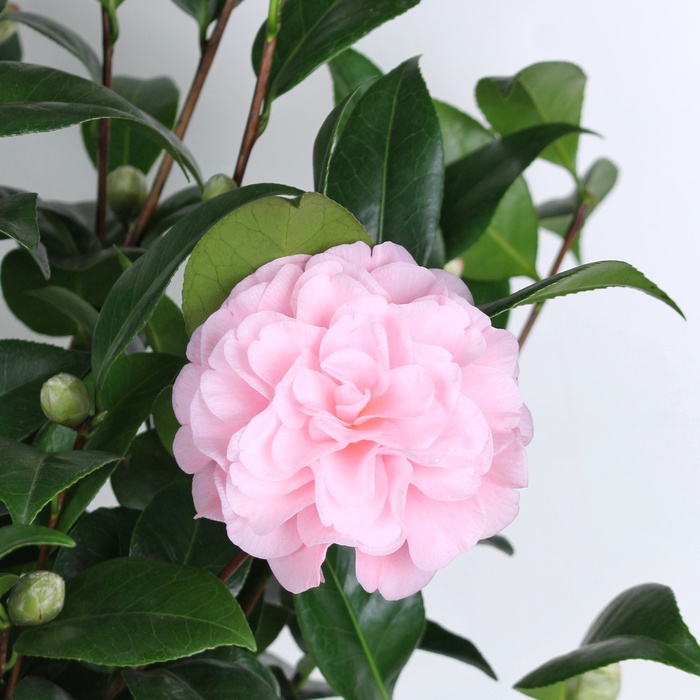 Камелия Японская розовая