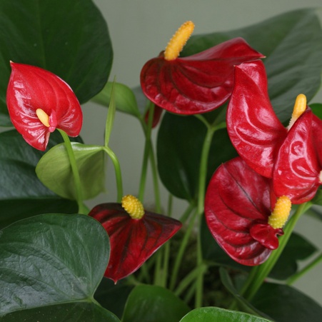 Композиція з Антуріумів