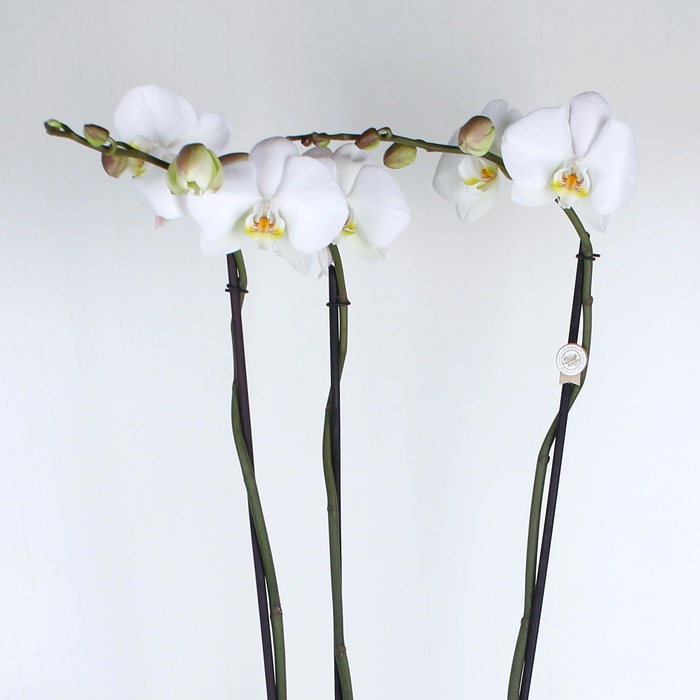 Орхідея королівська 3 гілки