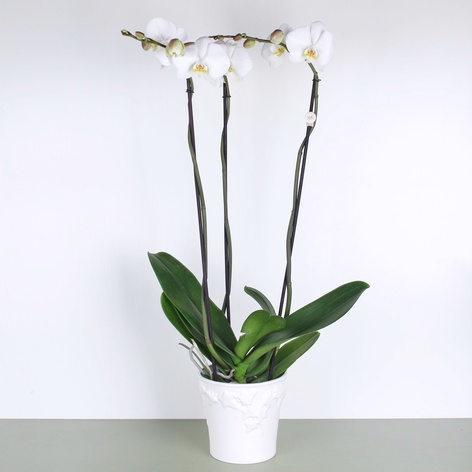 Орхидея королевская 3 ветви