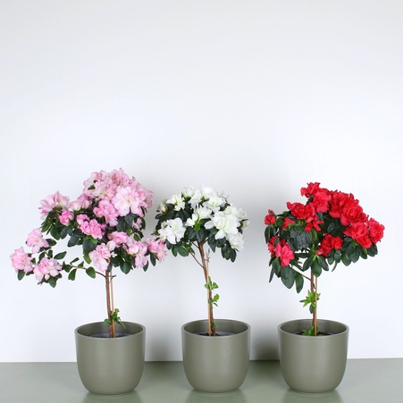 Азалія на штамбі в горщику