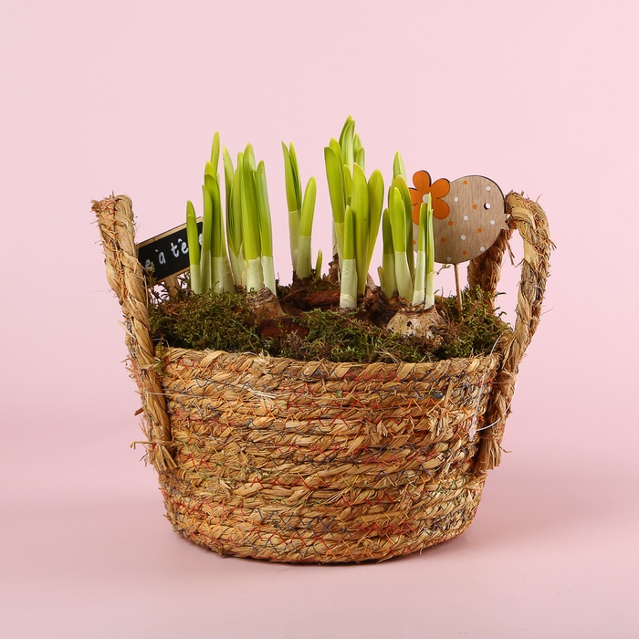 Нарцисс в плетеной корзине