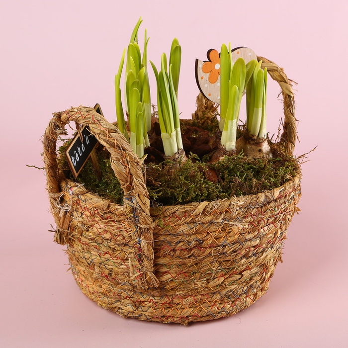 Нарцисс в плетеной корзине