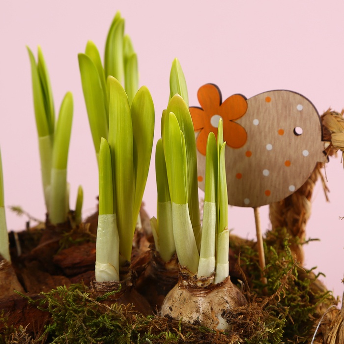 Нарцисс в плетеной корзине