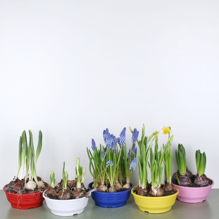 Весенние цветы микс в горшке