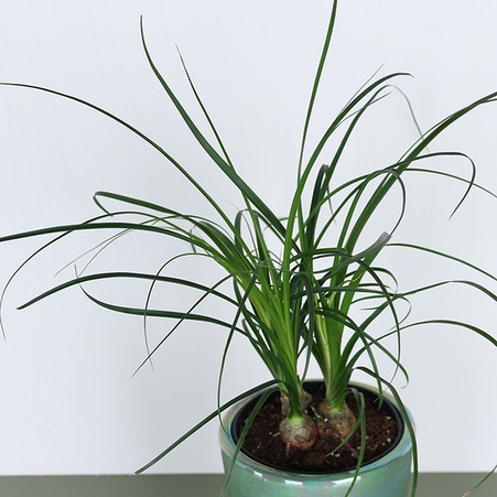 Нолина в горшке