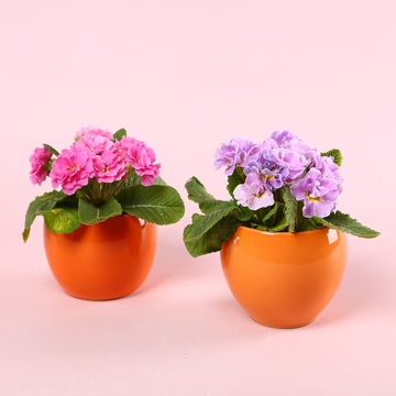 Примула микс