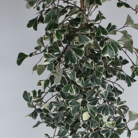 Фікус Triangularis Sweetheart в горщику