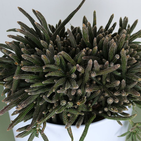 Ріпсаліс baccifera ''Horrida'' в горщику