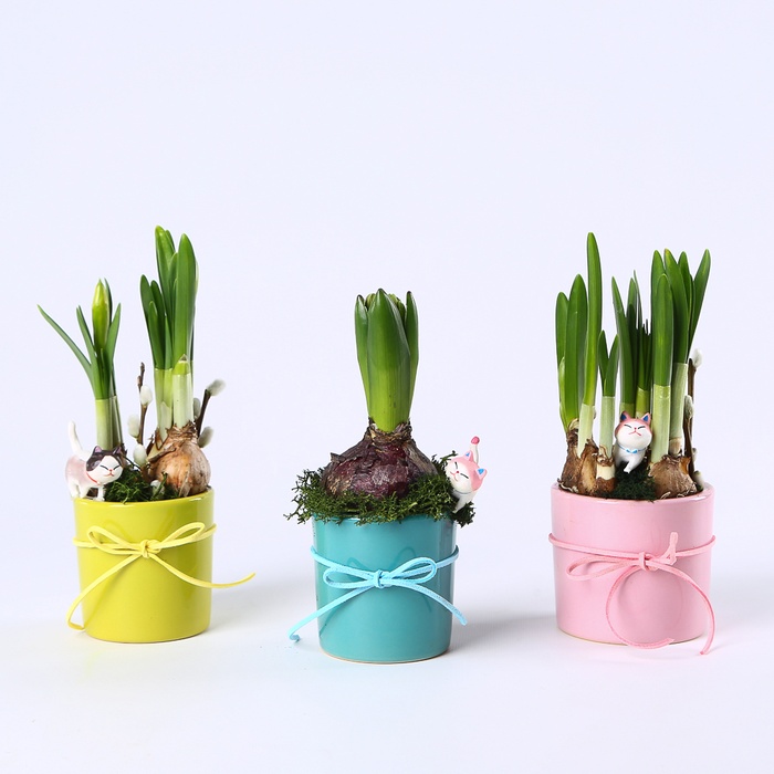 Композиция "Солнечное поздравление"