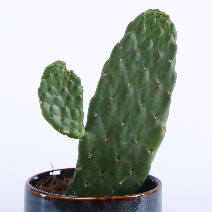 Опунція мікс S в горщику