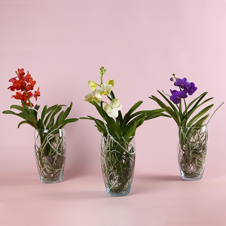 Орхідея Ванда