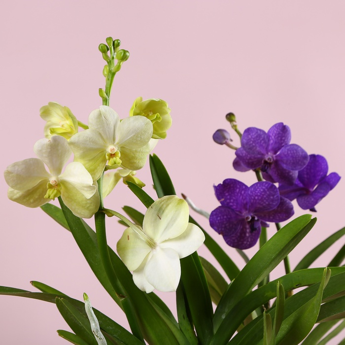 Орхидея Ванда