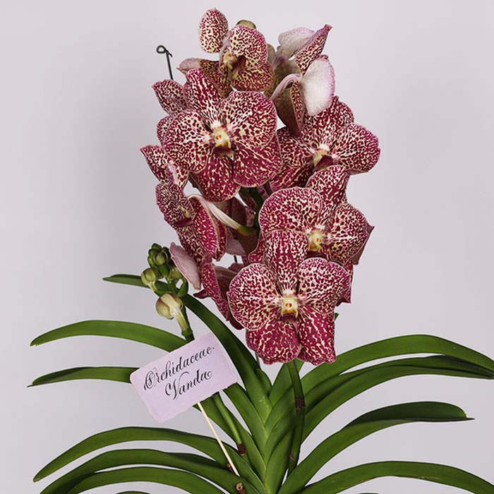 Орхидея Ванда комнатная