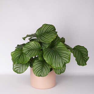 Калатея (Calathea Orbifolia) в горшке
