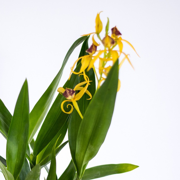 Орхидея Энциклия (Encyclia) в горшке