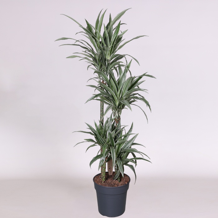 Драцена Warneckei в горщику