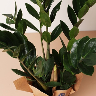 Замиокулькас в горшке, XS