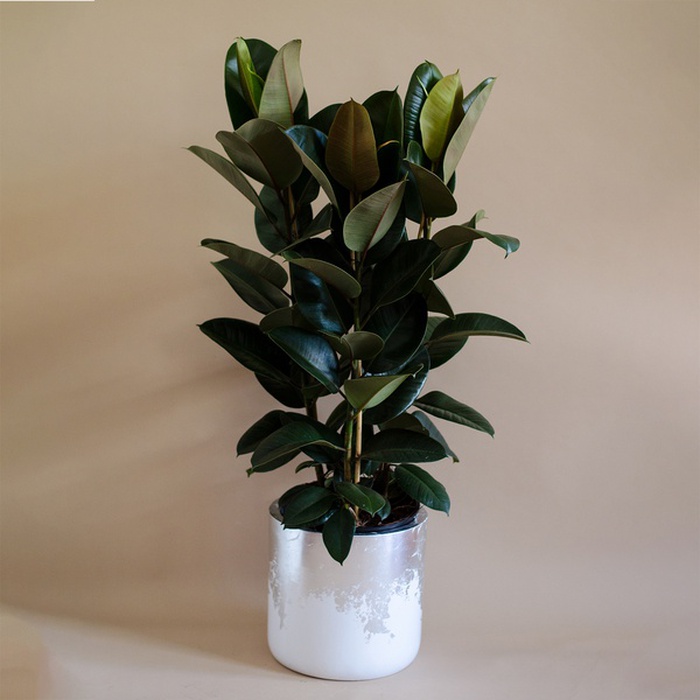 Фікус Robusta в горщику