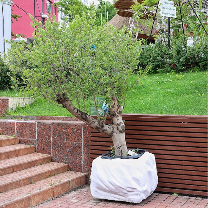 Оливка дерево ХХL в горшке